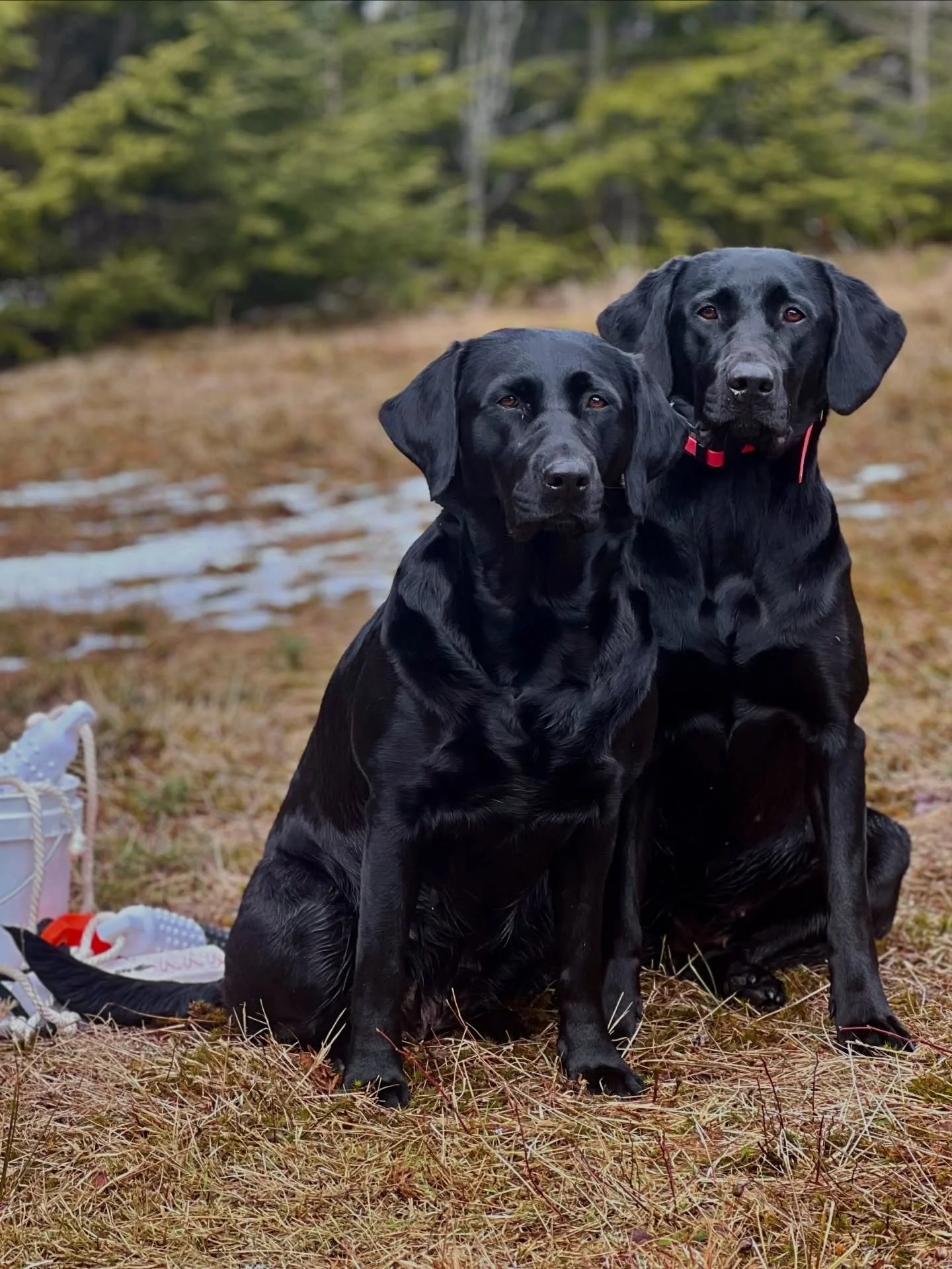 🖤 Sable and her daughter Julep 🖤 

#redspruceretriever #blacklabrador #blacklab #masterpiece #huntingdogs