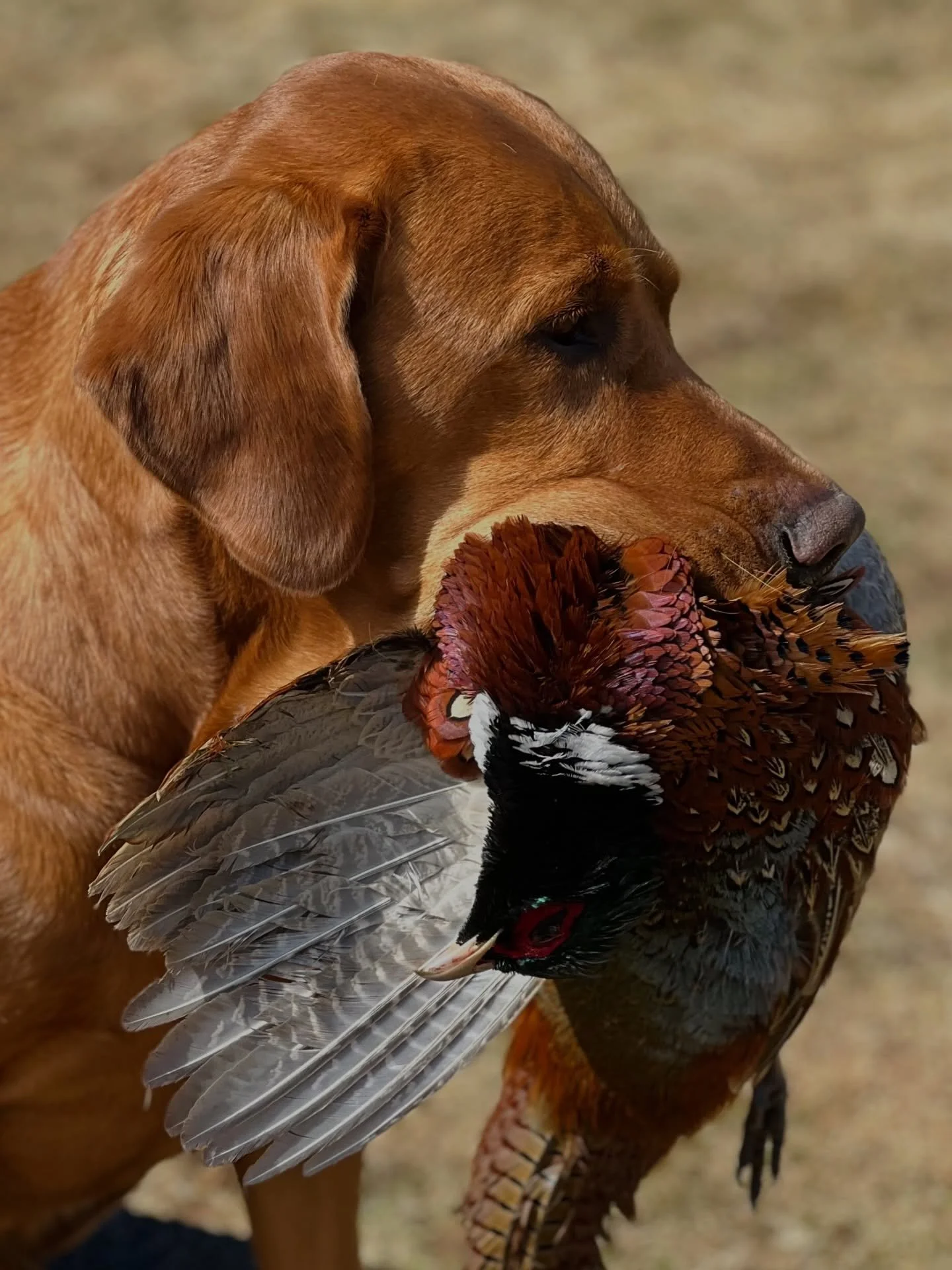 Sizzling hot perfection!🔥 
Meet my stunning red boy, perfectly paired with vibrant colours of this gorgeous pheasant. 

- and wait until you see the rest of our talented pack. 🤗

#redspruceretriever #birddogoftheday #dogswhohunt #pheasanthunting #u