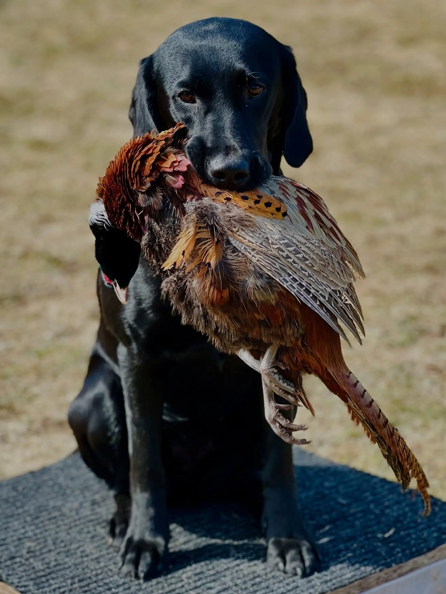 Julep, now fully matured.

This small dark gem is an absolute force to be reckoned with. She is truly unstoppable in every way &mdash; sharp-minded and cunning, with a refined way of expressing herself, and she gives her absolute all in everything sh