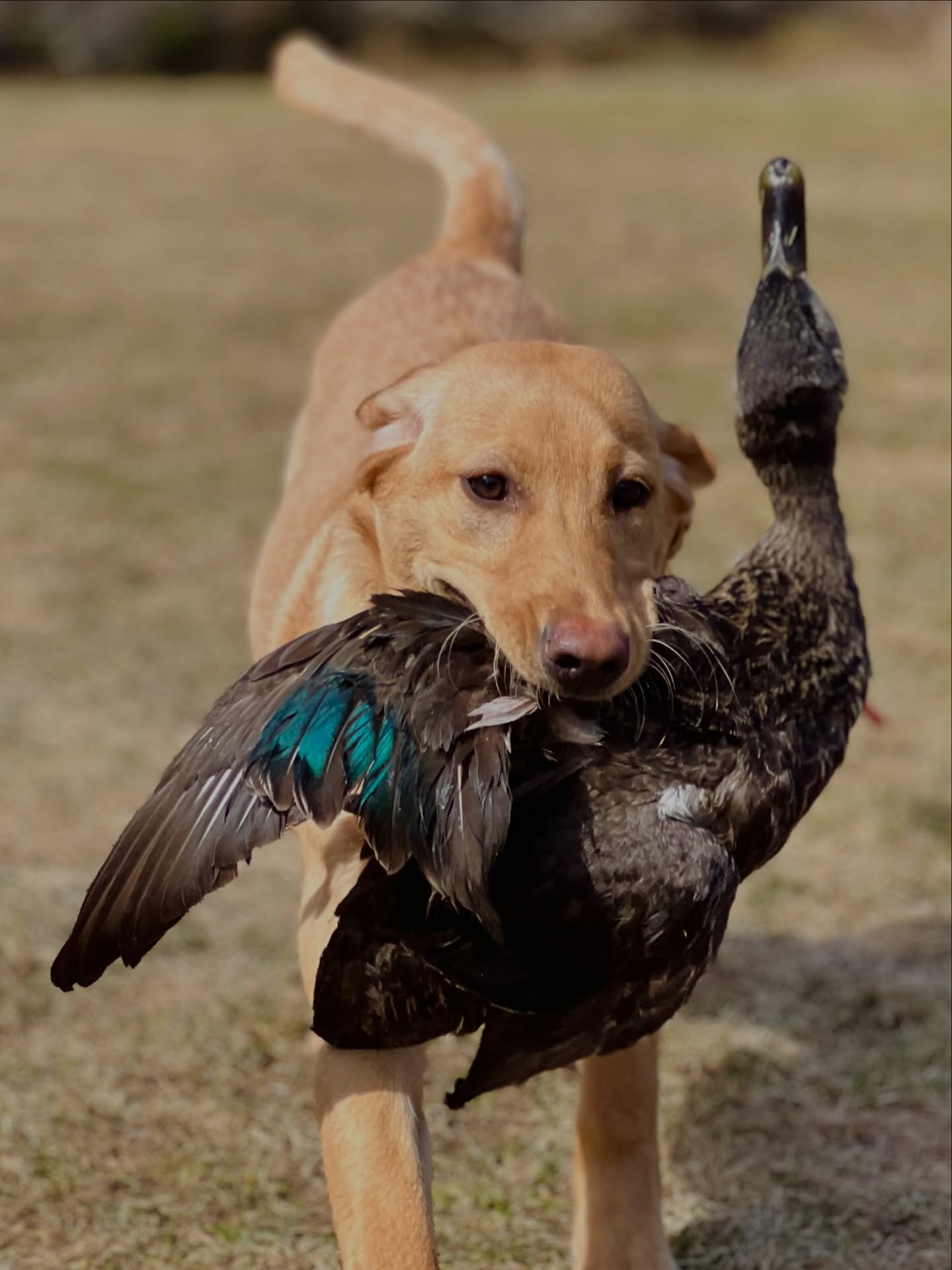 It is always a delight to observe young puppies as they begin to grasp the intricacies of being a mature hunting dog. The moment they instinctively understand how to retrieve birds remains a consistently captivating experience.

Ps: finding the sound