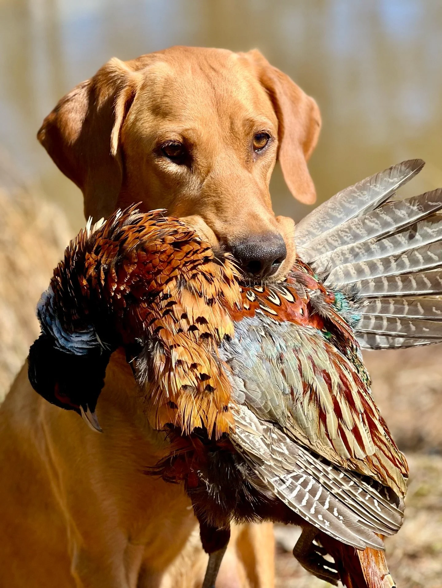 PRETTIEST MAMA IN THE HOUSE! 🔥 

After the training session with the crew, Aspen was eager for activity. She has no off-switch when it comes to birds. So I decided to give her a short session of hunting down a pheasant in high grass. She was incredi