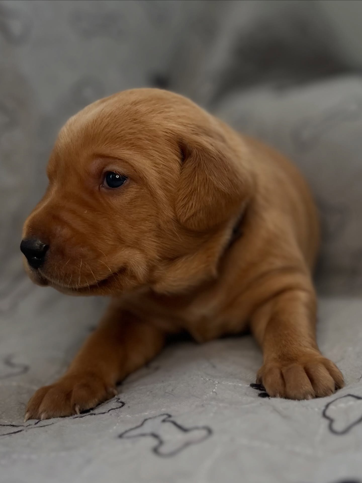 THREE WEEK OLD PUP-DATE

Eyes and ears are open, and everyone is exploring the new world. As well as their voices. 🤪
Puppies of this litter will move all over the province and beyond. From close by over Cape Breton, and the Maritimes in New Brunswic