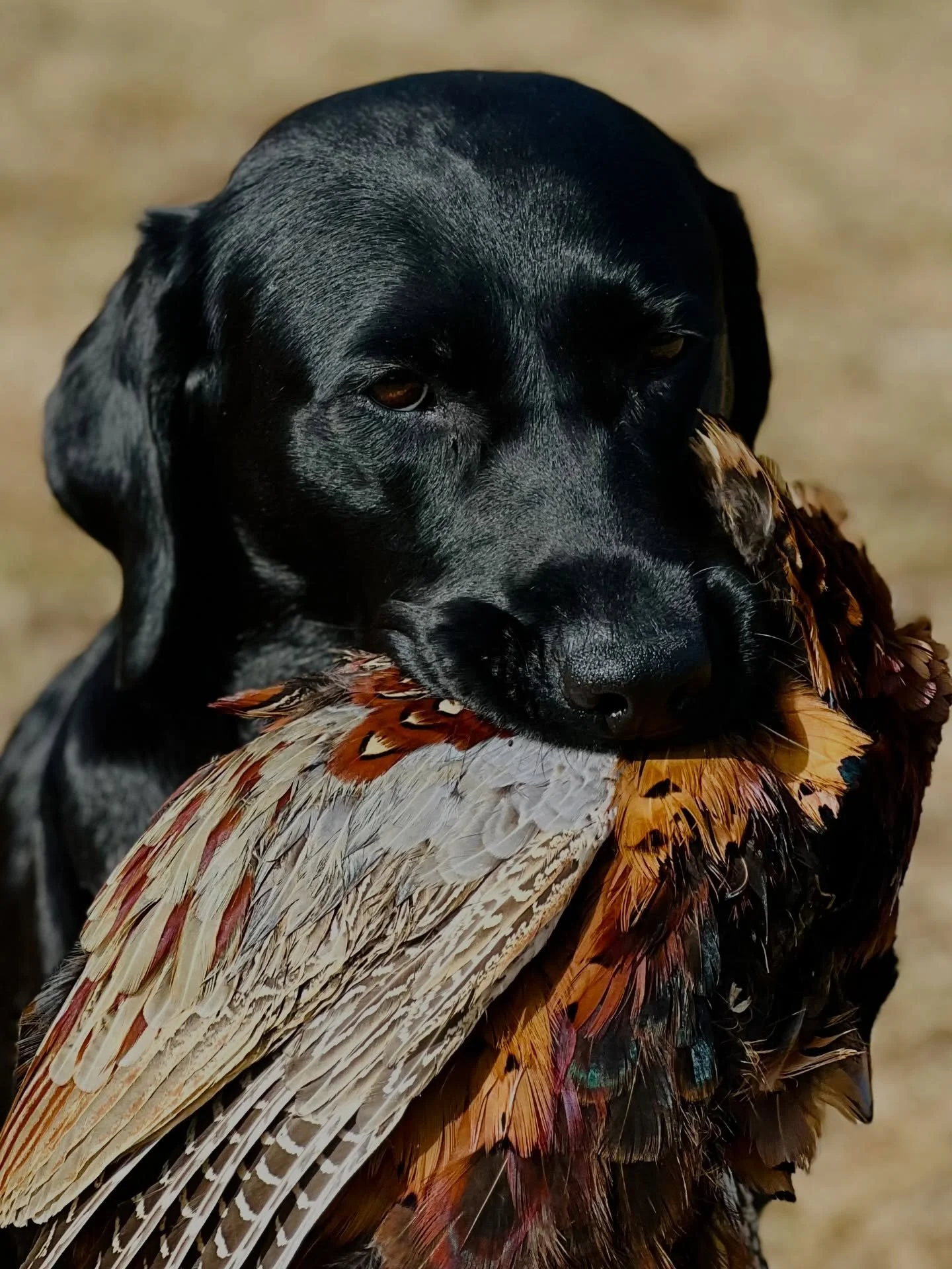 Today marks a significant milestone for Red Spruce as our esteemed foundation dam, Sable, has been officially retired from our breeding program. Throughout her remarkable career, Sable has been the cornerstone of our lineage, successfully whelping 32