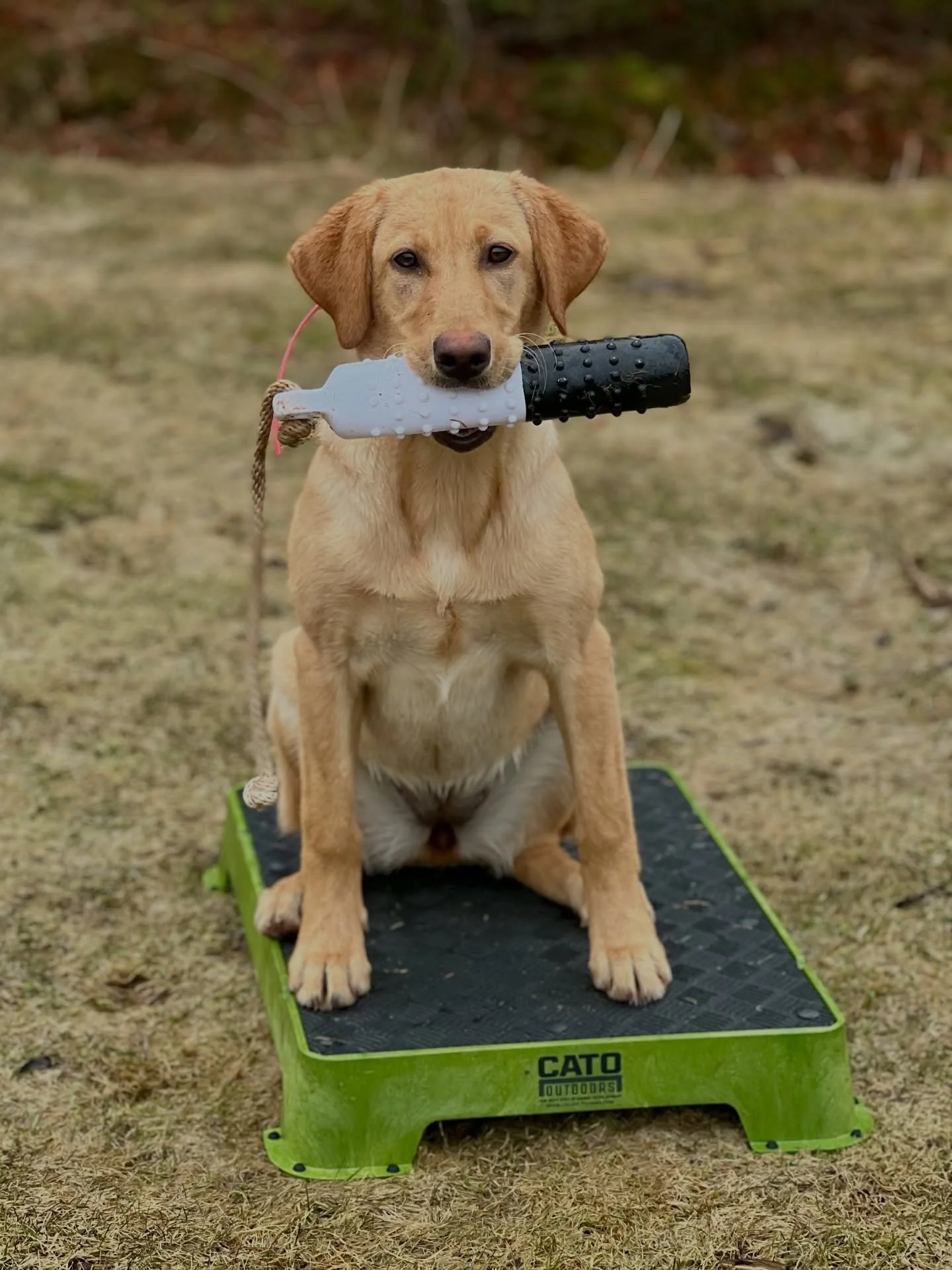 DUNE&rsquo;s basic retrieves are coming along nicely. 

I&rsquo;m pretty impressed with this little lady. She is a smart cookie, catches on things quickly, with a high drive and a constant tail wag. 💛 

#redspruceretriever #labradorretriever #retrie