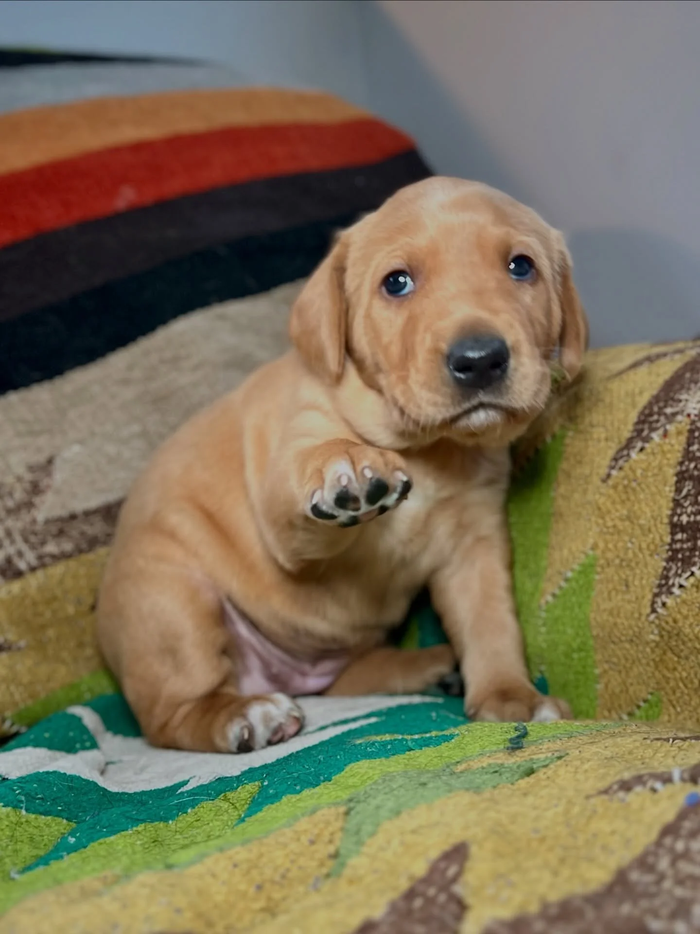 FOUR WEEK OLD PUP-DATE

Four weeks already! Everyone got weight, dewormed for the second time, and their weekly nail trims. 198 nails later 😮&zwj;💨

Today&rsquo;s photos are in birth order. First to elevens; left to right.
Yellow, red, purple, blue