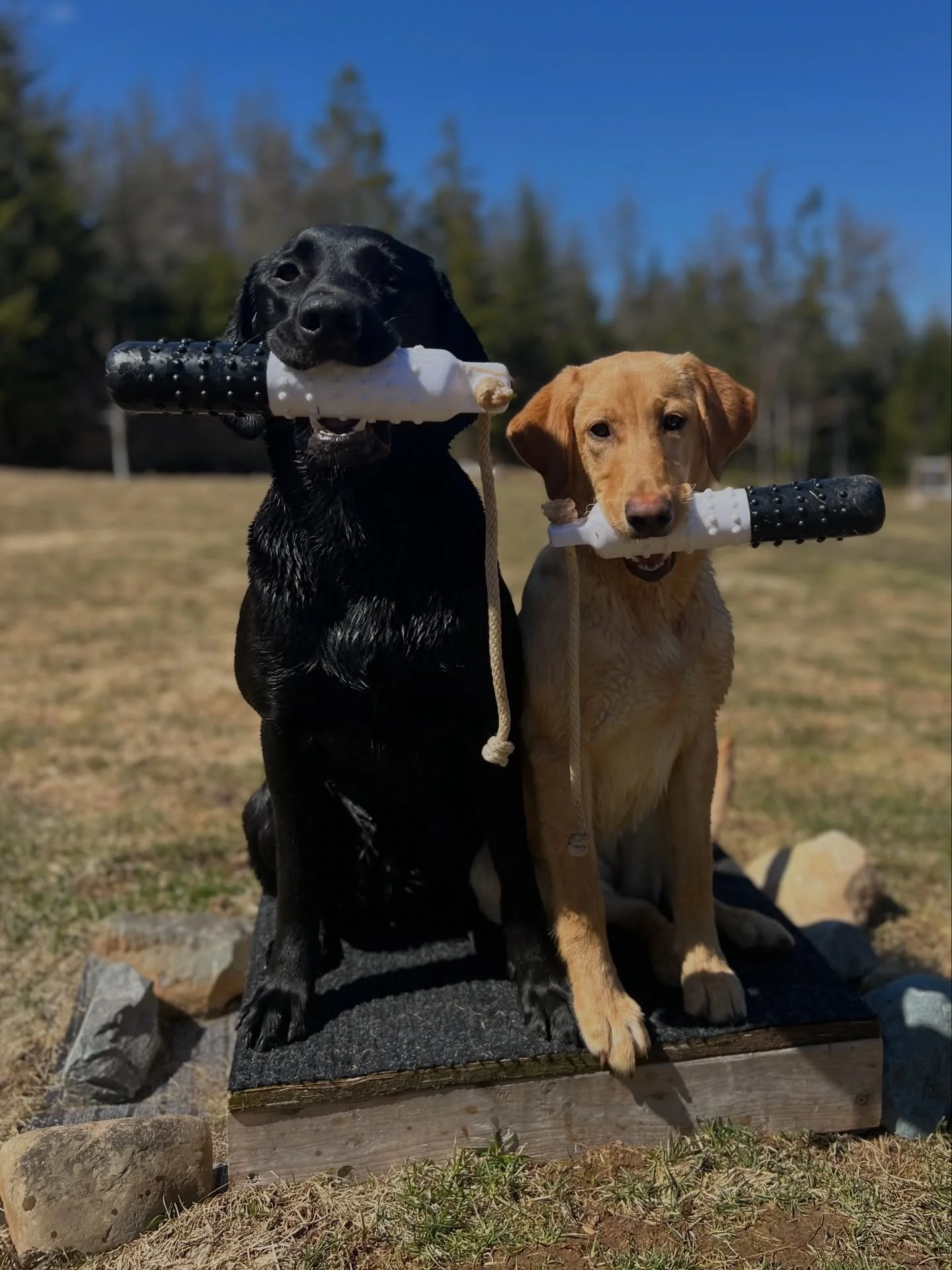 HAPPY PUPPERS

Everyone had some fun time training today! 

#redspruceretriever #retrievertraining #labradorretriever #workingdog #gooddogs