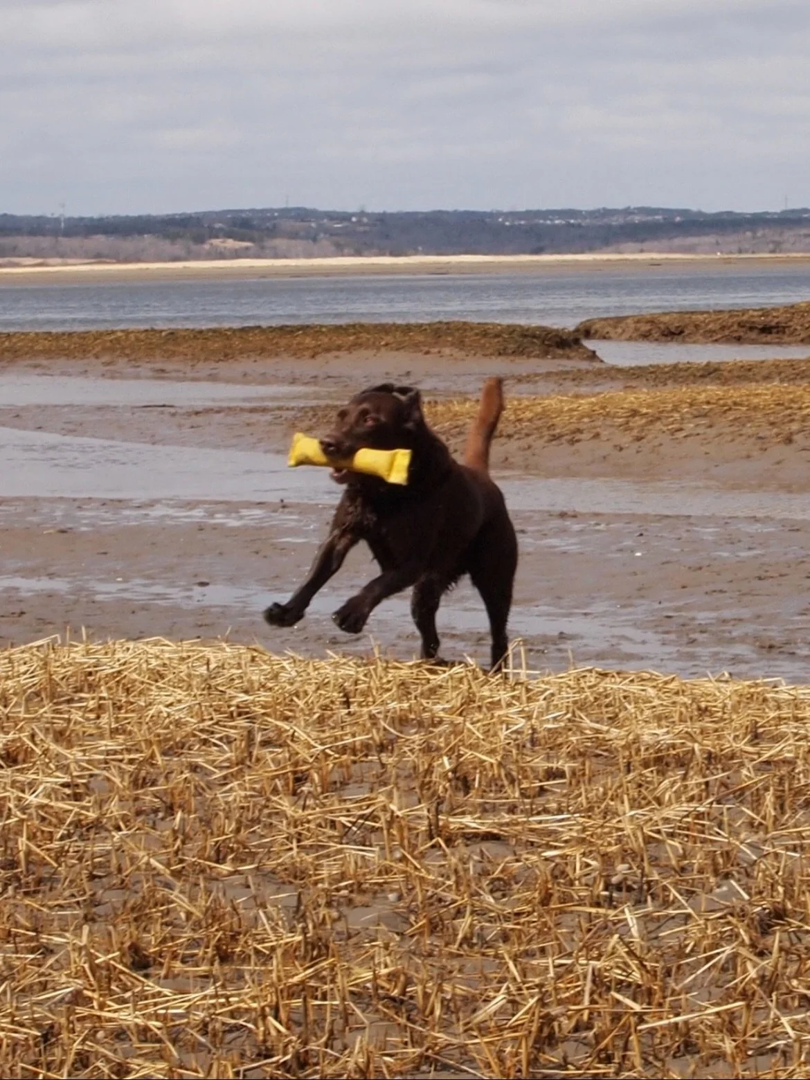 SIX YEARS AGO TODAY

Missing this guy tons. If you have followed us since the beginning, you know Emmett is the reason for it all.

Have a piece of chocolate today to honor this guy. Or a Timbit &mdash; it was his favourite. 🤎 

Same day &mdash; Bar