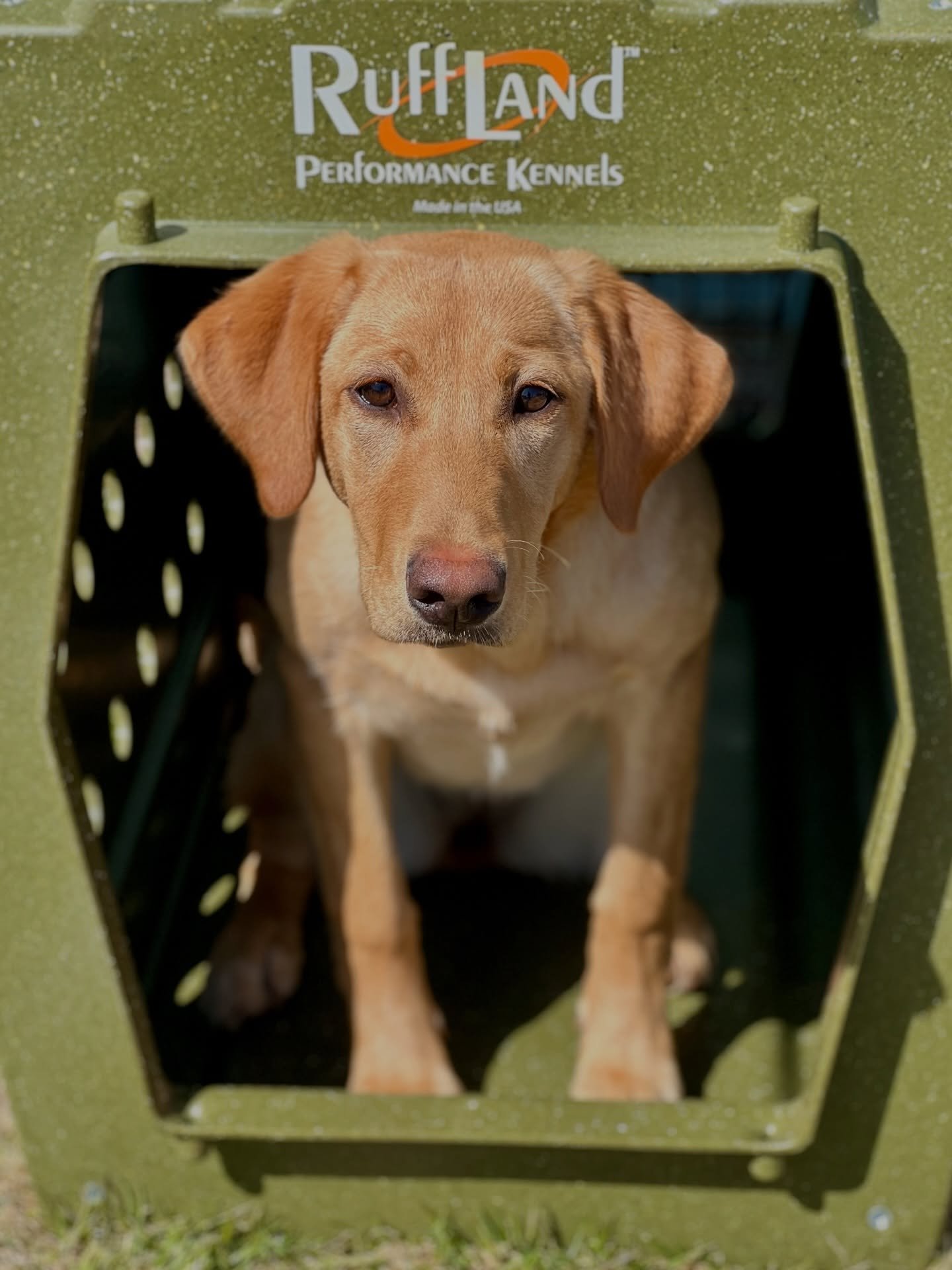 DUNE got her very own Ruffland Kennel yesterday!

She was so excited and already seems to love it. This morning she took her first truck ride in it&mdash;settled down right away and looked completely comfortable 💚

Big thanks to @pawprintsdogshop fo