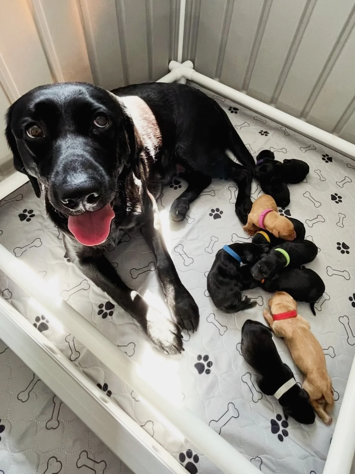 HAPPY BIRTHDAY SABLE X BARRETT 1.0 

Daisy, Maple, Tazzy, Emmett, Wallace; Ripley, Guiness, Tucker, and Fergus 🎉 

We love you all, and would love to see some grown up photos!! 

#happybirthday #redspruceretriever #birthdaypup #puppylove #dogbreeder