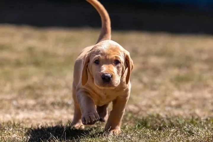 CHUNKY BABIES 🧡

We had the pleasure of a visit yesterday from the incredibly talented @griffs.and.friends. Christie and I originally connected online through our shared love of hunting dogs, and it&rsquo;s been so great getting to meet in person.

