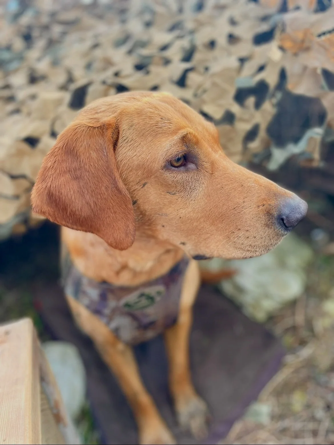 HONEY-BEAR 💛 

How are you turning 3 already?? I will never forget my road trip to the middle of nowhere, in the middle of the night&hellip; NO REGRETS &mdash; and I&rsquo;d do it again any day!!

You are a firecracker, the hugger-queen, a working h