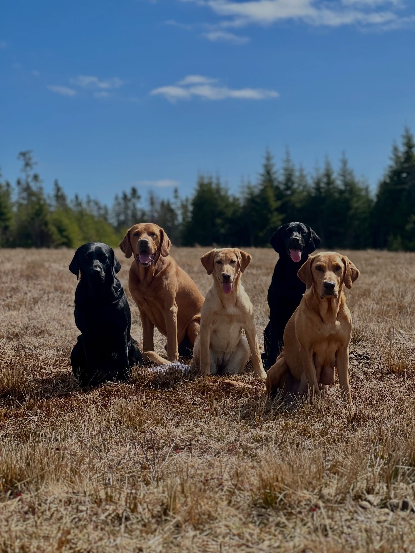 ☀️ HOT DAY &mdash; and the crew was on 🔥 

#redspruceretriever #labradorretriever #retrievertraining #celebration #sportdog