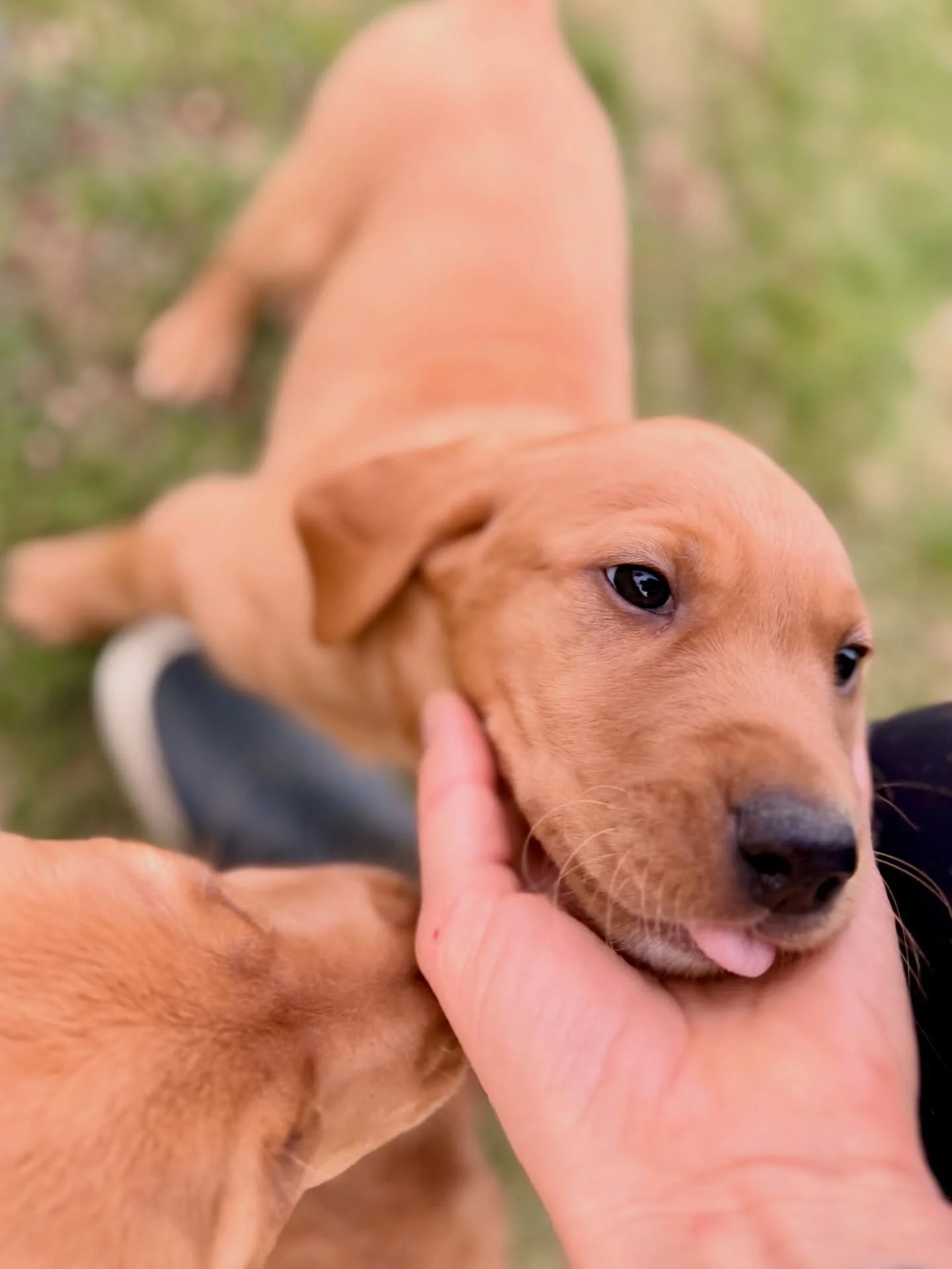 PHOTO-DROP 📸 

We have been a bit quiet around here, as we have family visiting. But of course everyone is still taking a lot of photos of the puppies. 
All of them have been enjoying their outdoor time, and starting to show their personalities slow