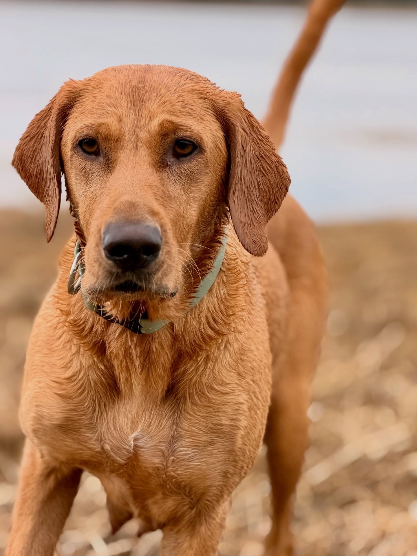 BIG DOGS PHOTO-DROP

The pack has been enjoying some family walks with fun-retrieves, and we captured some great moments! 

#redspruceretriever #family #labradorretriever #waterdogs #labrador