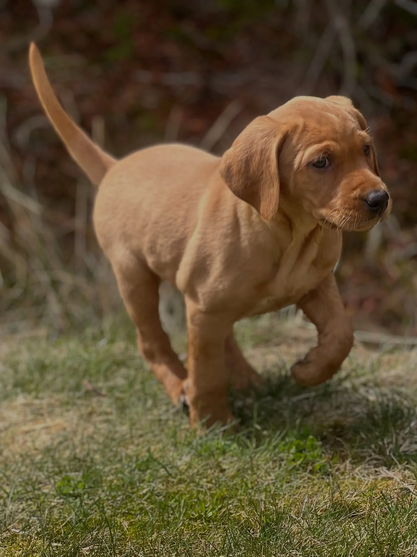 SPRING IS IN THE AIR

Another lovely day with a lot of outdoor time for our little adventurers 🥰 

#redspruceretriever #puppylove #foxredlab #labpuppy #rasselbande