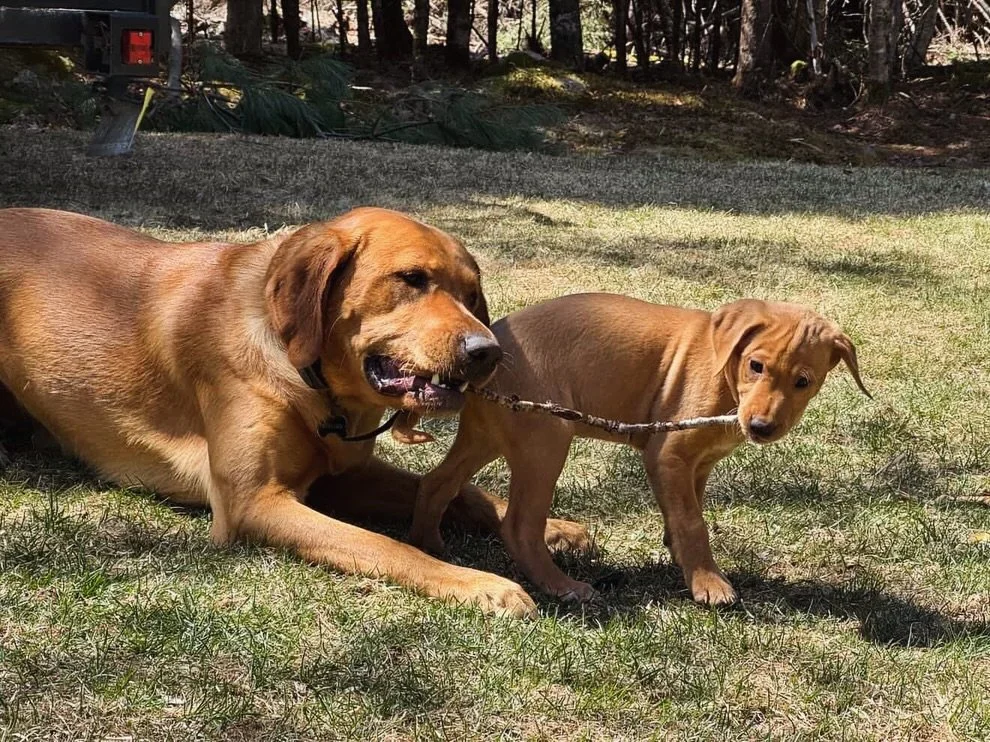 This warms my heart! 🥰 

Vinny (Sable X Barrett) and Sally (Aspen X Barrett) really hitting it off! 

#love #redspruceretriever #foxredlab #yellowlab #fieldlab