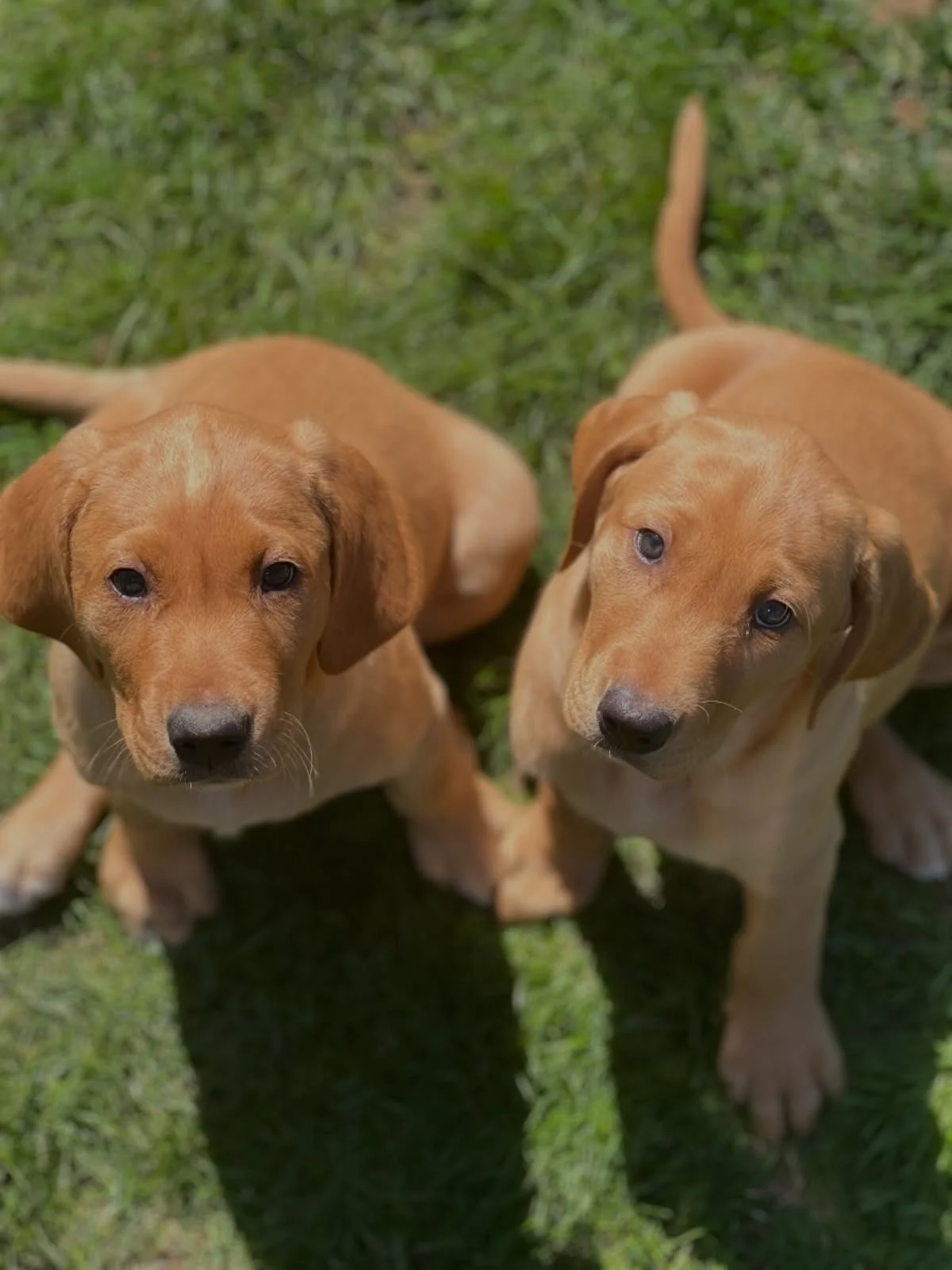 WHO SLEPT THROUGH LAST NIGHT? 🙌🏼 

I could not be more pleased with these two clever girls. They&rsquo;ve caught on their crate training quickly, as well as their potty training. 

#redspruceretriever #labradorpuppy #puppytraining #cratetraining #f
