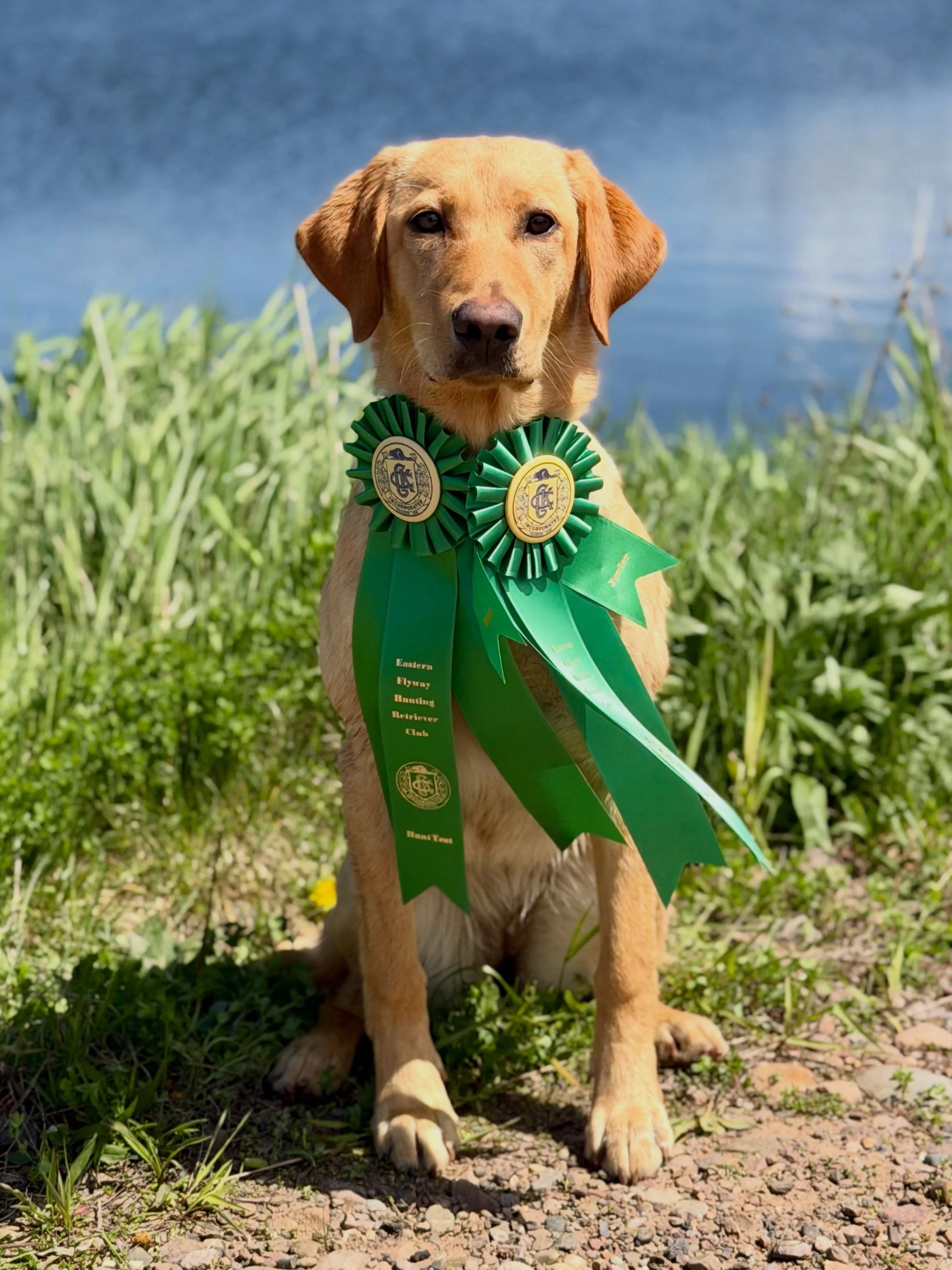 RED SPRUCE&rsquo;S BEACH VIBES ONLY- DUNE went 2/2 at her first hunt test experience ever. 
I&rsquo;m beyond proud of my happy little girl! 💛 She was just old enough at 6 months of age to run the test, and by far the youngest in her class. One more 