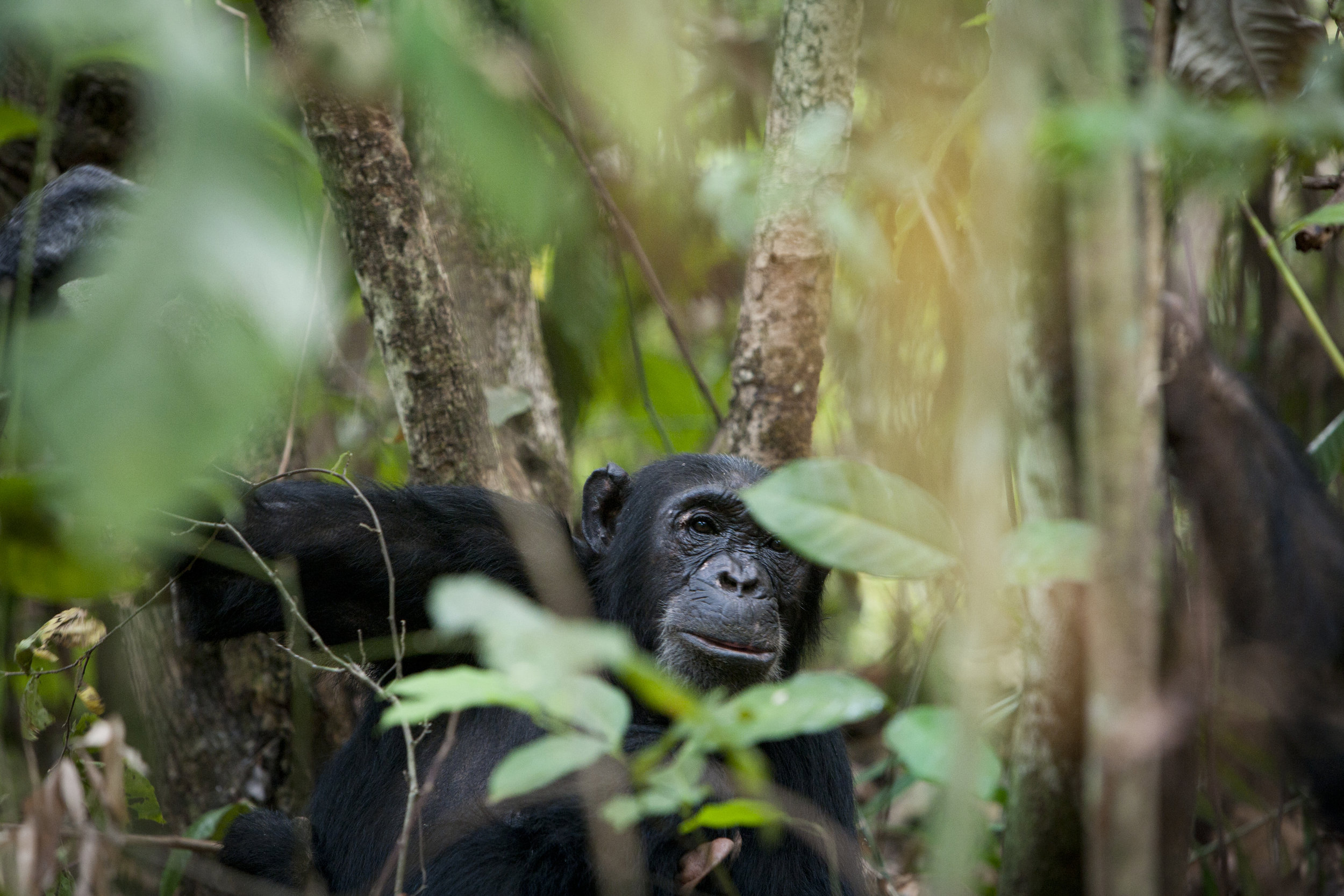 greystoke-mahale-chimp_6850769139_o.jpg