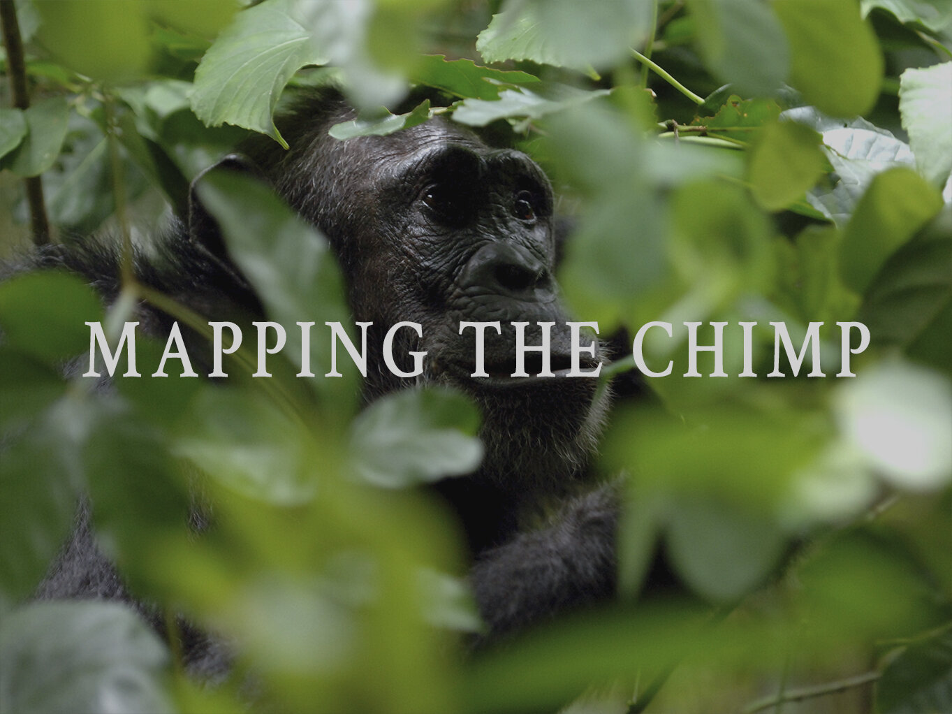 mapping the chimp.jpg