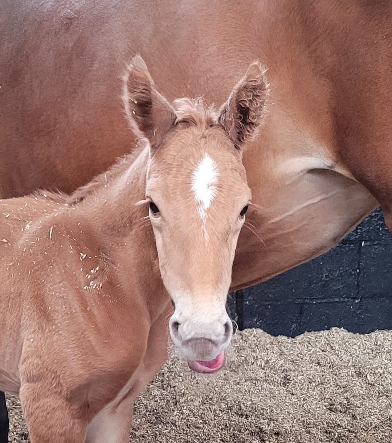 Milton Mojito x Future Epsilon