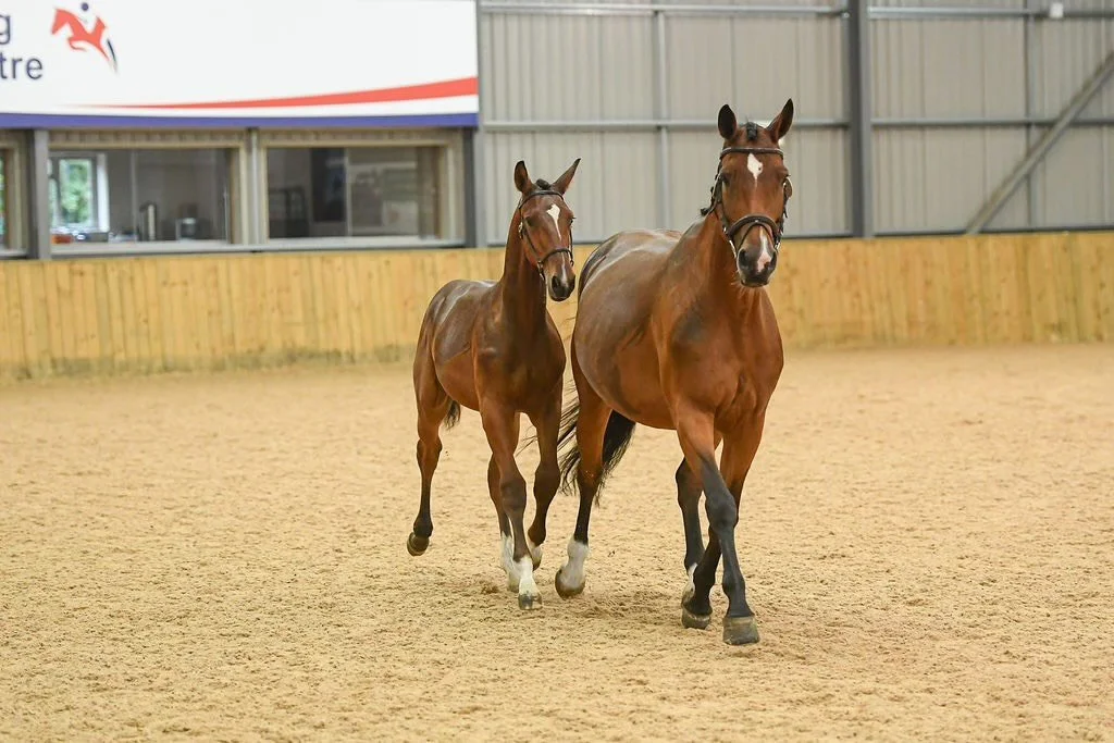 List of Expected Foals 2024