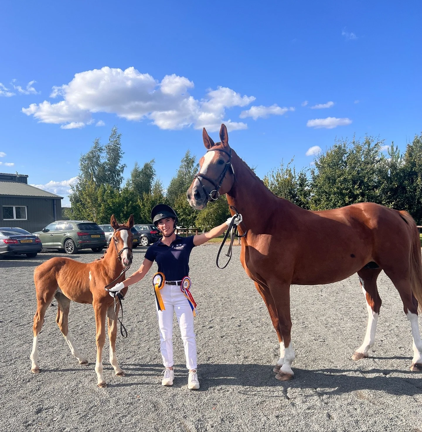 🌟 Our newly graded ELITE mare AND foal! 🌟

Both MJIRINA M (Entertainer x Amaretto D I) and her foal HOPE HOUSE MIMOSA (by Utamaro D&rsquo;Ecaussines Z) awarded Elite at todays Anglo European Studbook and British Breeding Futurity gradings

Mjirina 