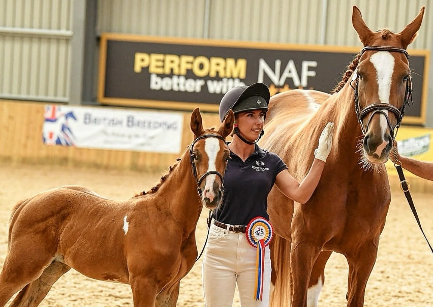 ⭐️ HOPE HOUSE MIMOSA - the No.3 ranked Showjumping Youngstock across all ages ⭐️

Our gorgeous filly by Utamaro D&rsquo;Ecaussines Z (Diamant De Semilly x Quidam De Revel) and out of our Elite graded mare Mjirina M (Entertainer x Amaretto D I)
&bull;