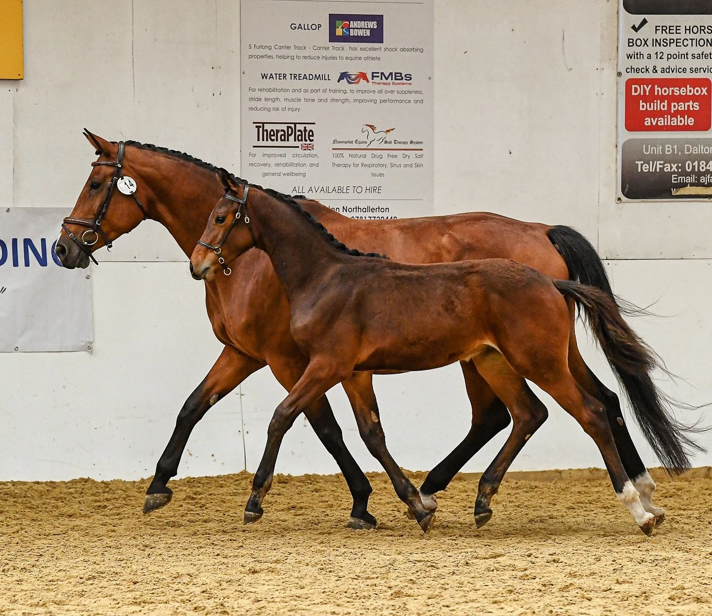 HOPE HOUSE DARK AND STORMY - British Breeding Futurity Champion across all disciplines from foals to 4 year olds 🥇

Numero Uno x Argento x Metall
&bull;
#britishbreeding #warmblood #numerouno #elite #showjumping #showjumper #horse #equine