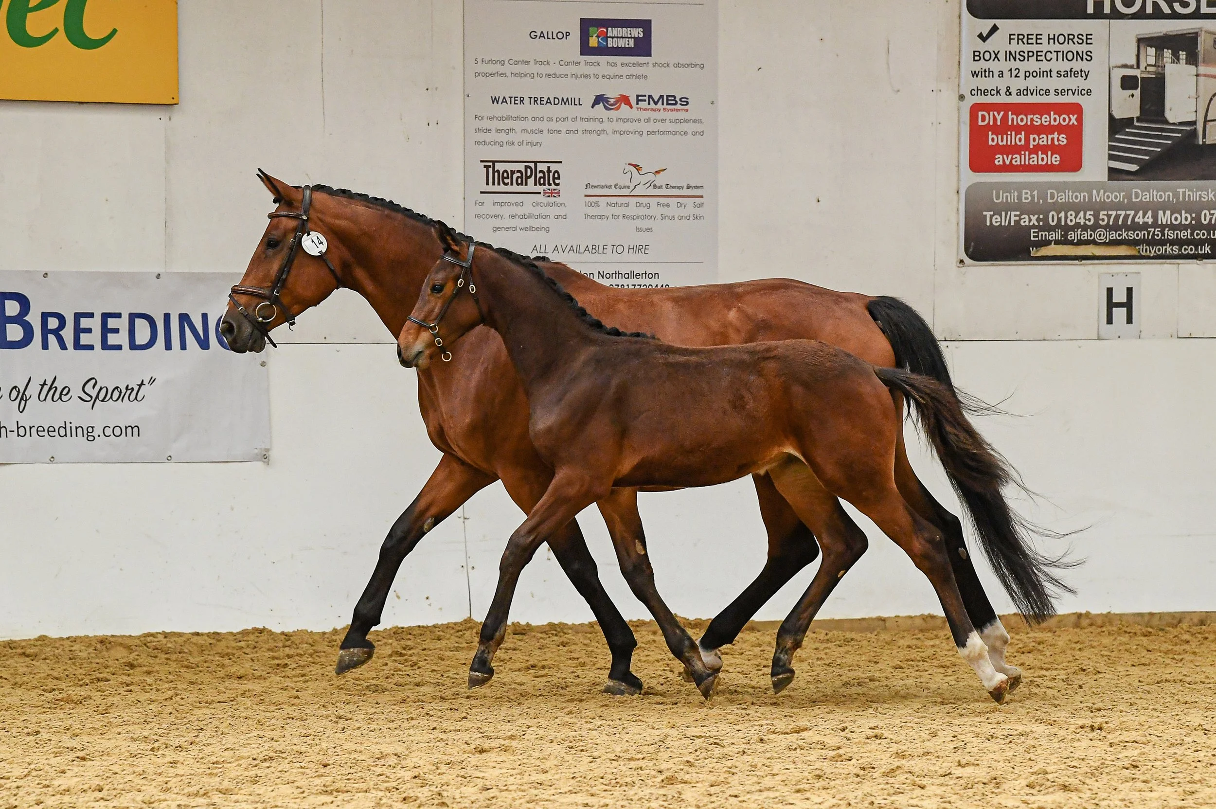 Hope House Dark and Stormy officially Top Young Horse in the UK