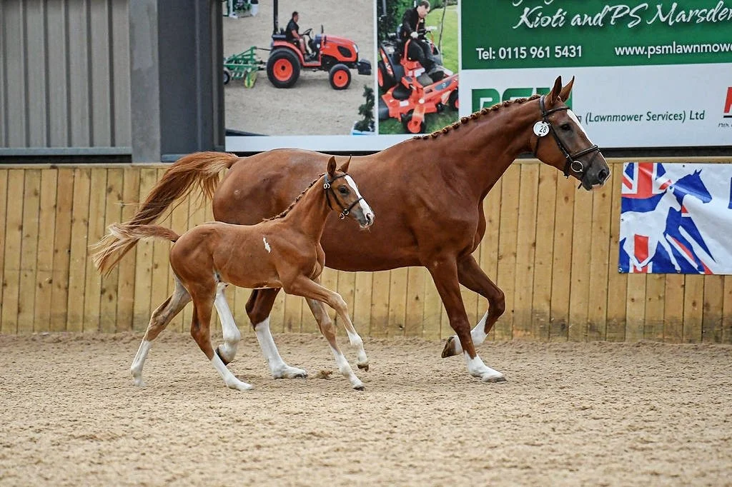 Mjirina M awarded ELITE status