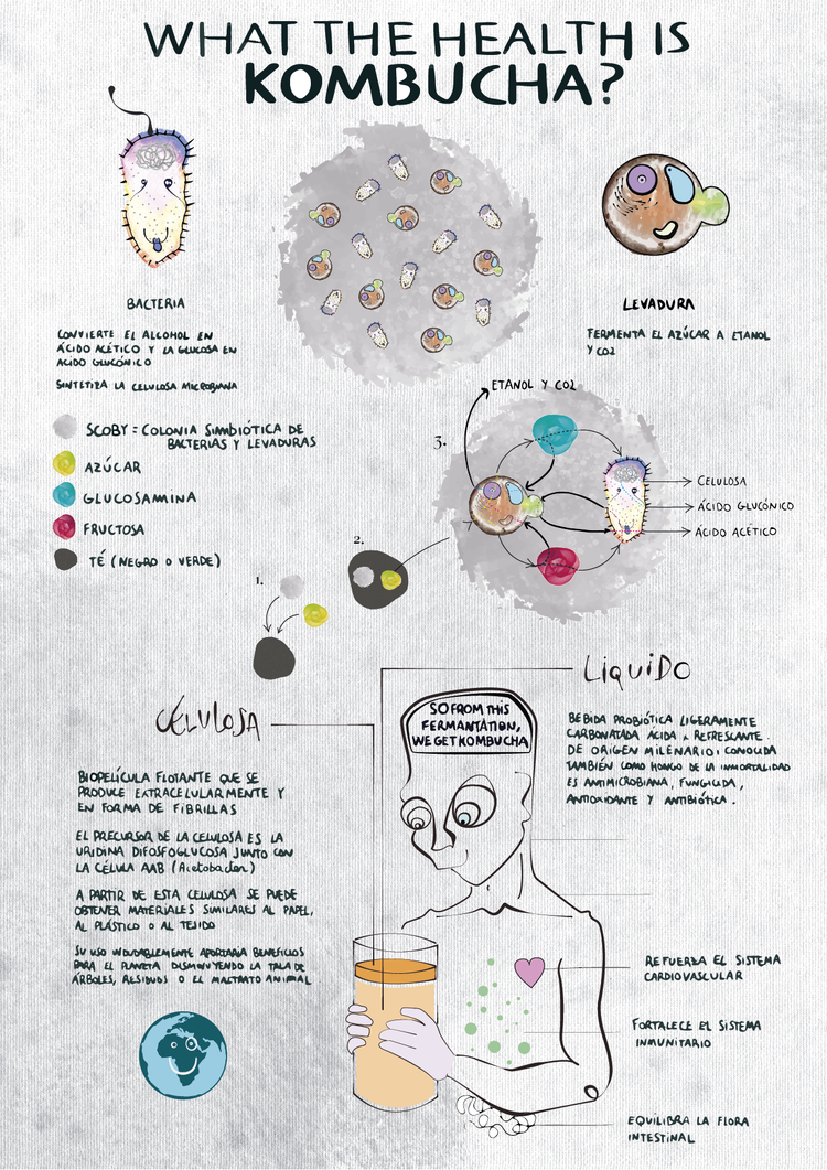 Imagen gráfica cómo se hace la Kombucha y cuáles son los beneficios para la salud. Derechos de autor: Marta Bea Recasens y Marta Pastor (FabLab Sant Cugat)