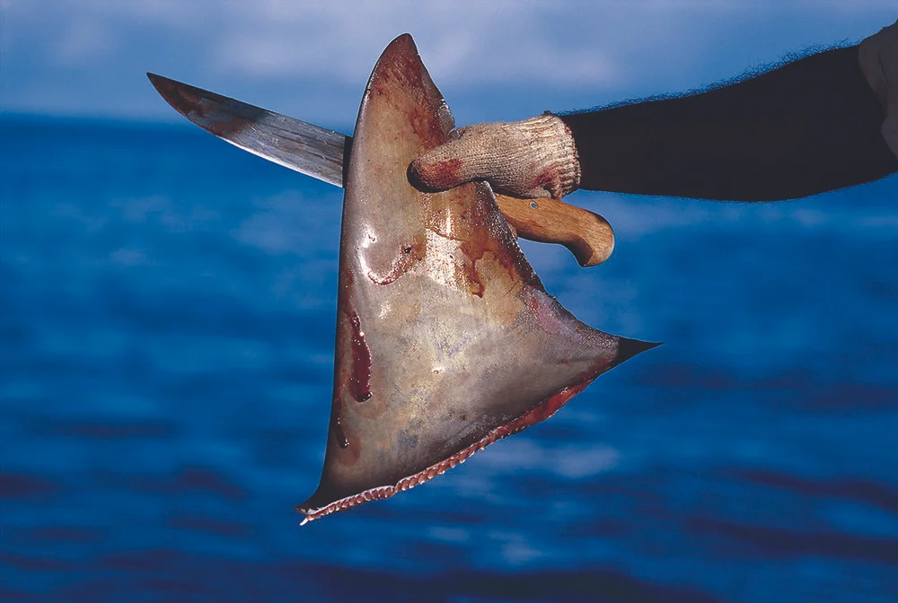 Eating Ourselves To Death