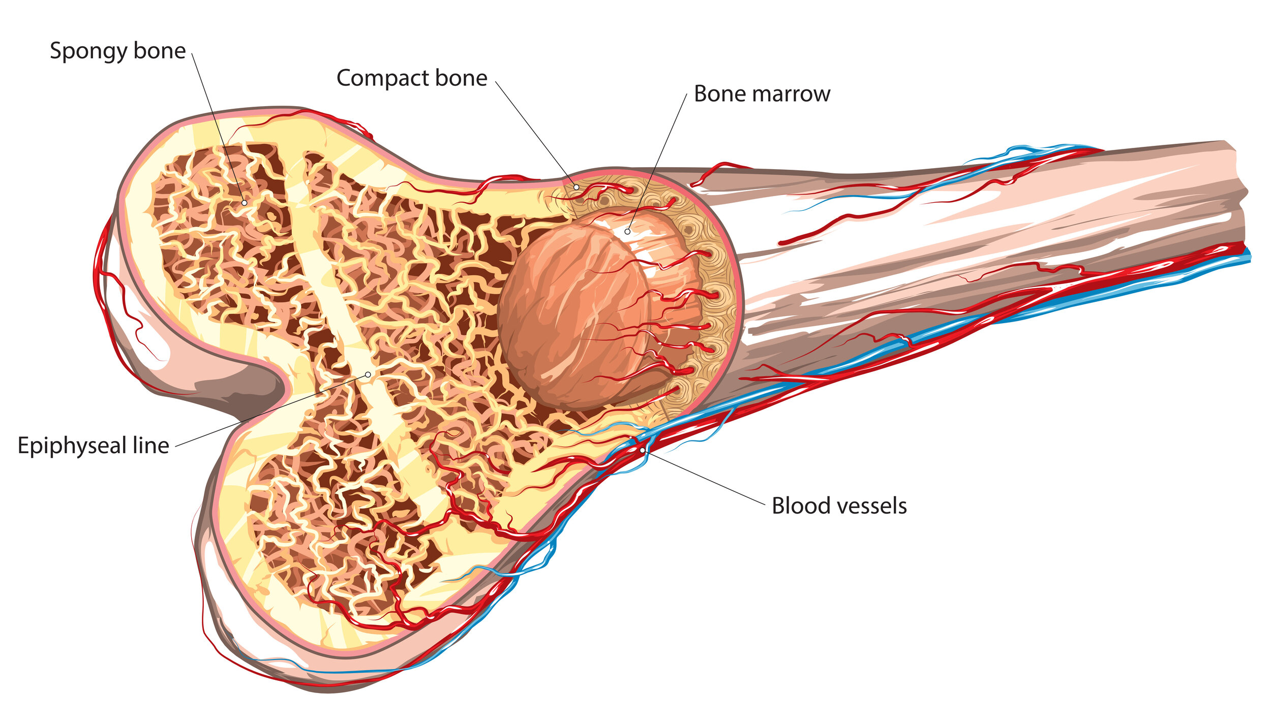 Что будет если есть костный мозг. Строение кости желтый костный мозг. Костный мозг плоских костей. Красный костный мозг в бедренной кости. Костный мозг трабекулы.