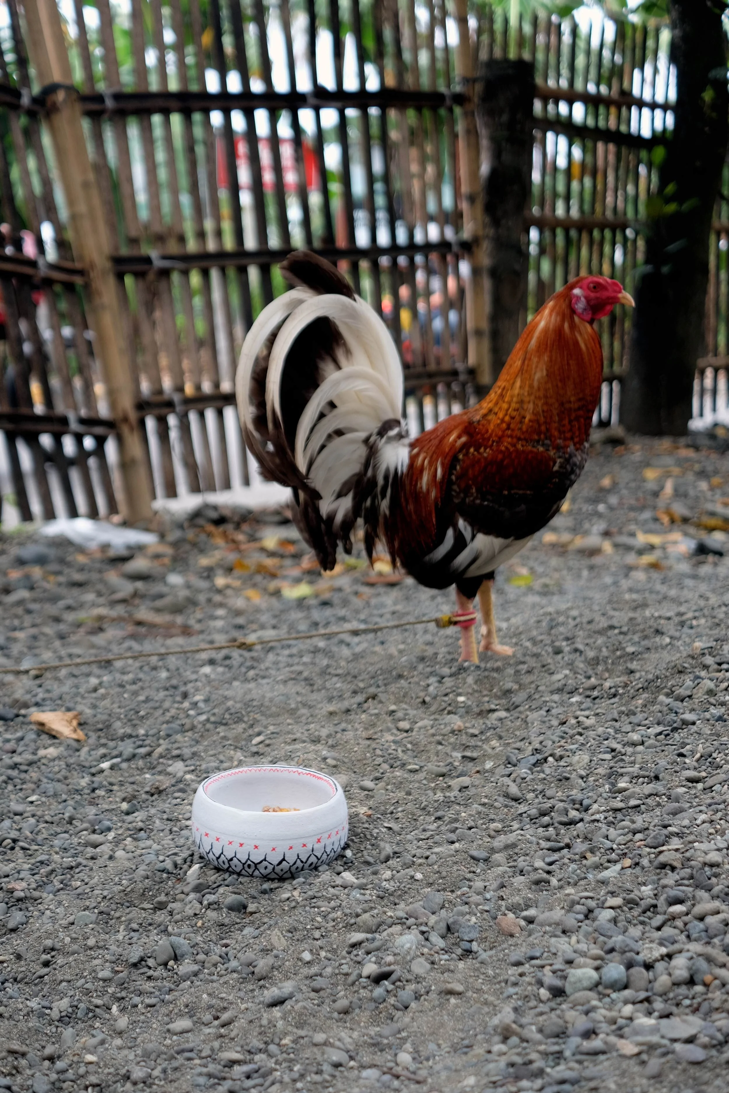 yor6_nextdoorrooster2-copy.jpg