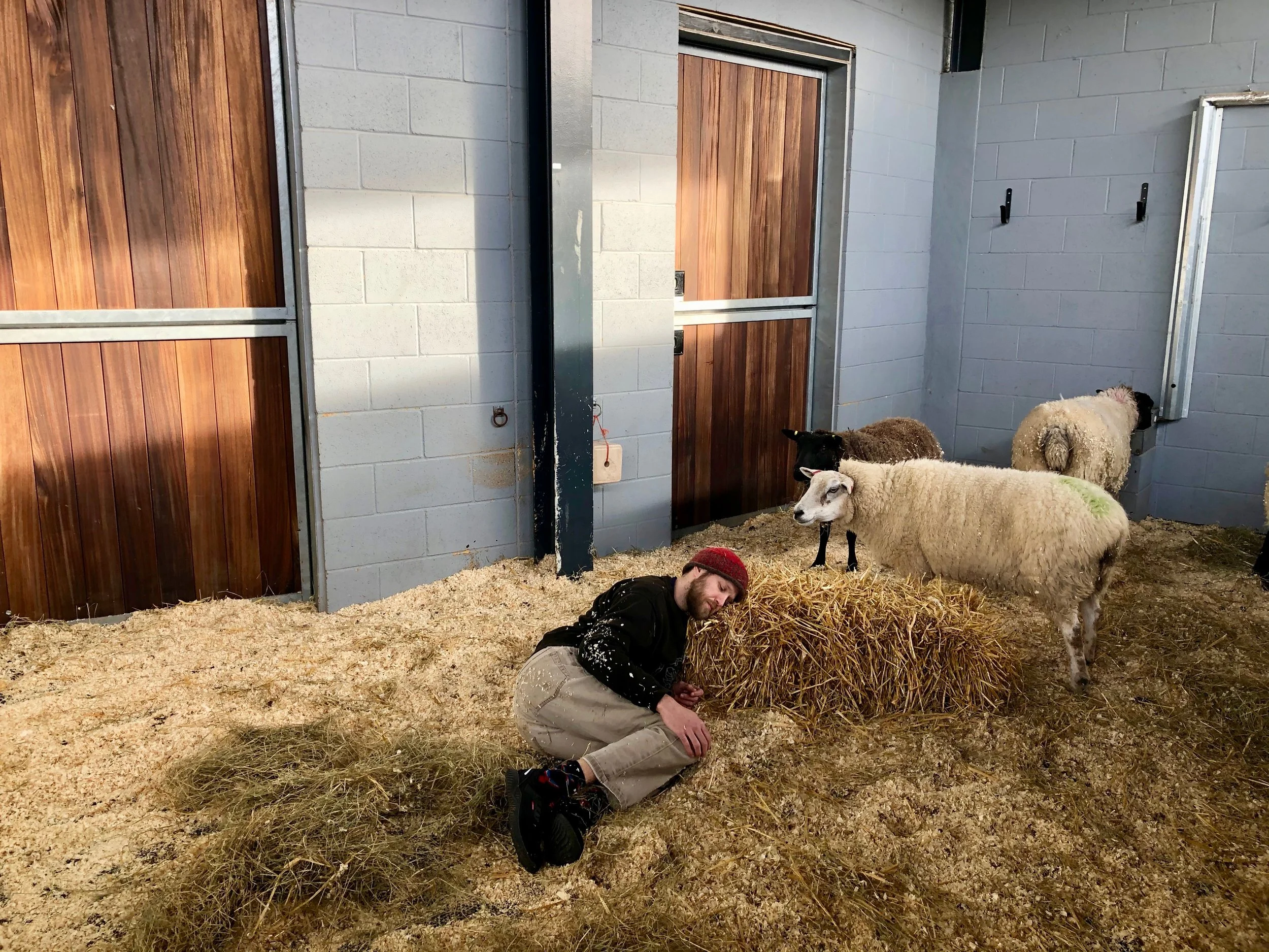 Fevered Sleep_Sheep Pig Goat_ Surrey_2020_ Dr. Laura Cull Ó Maoilearca5.jpg