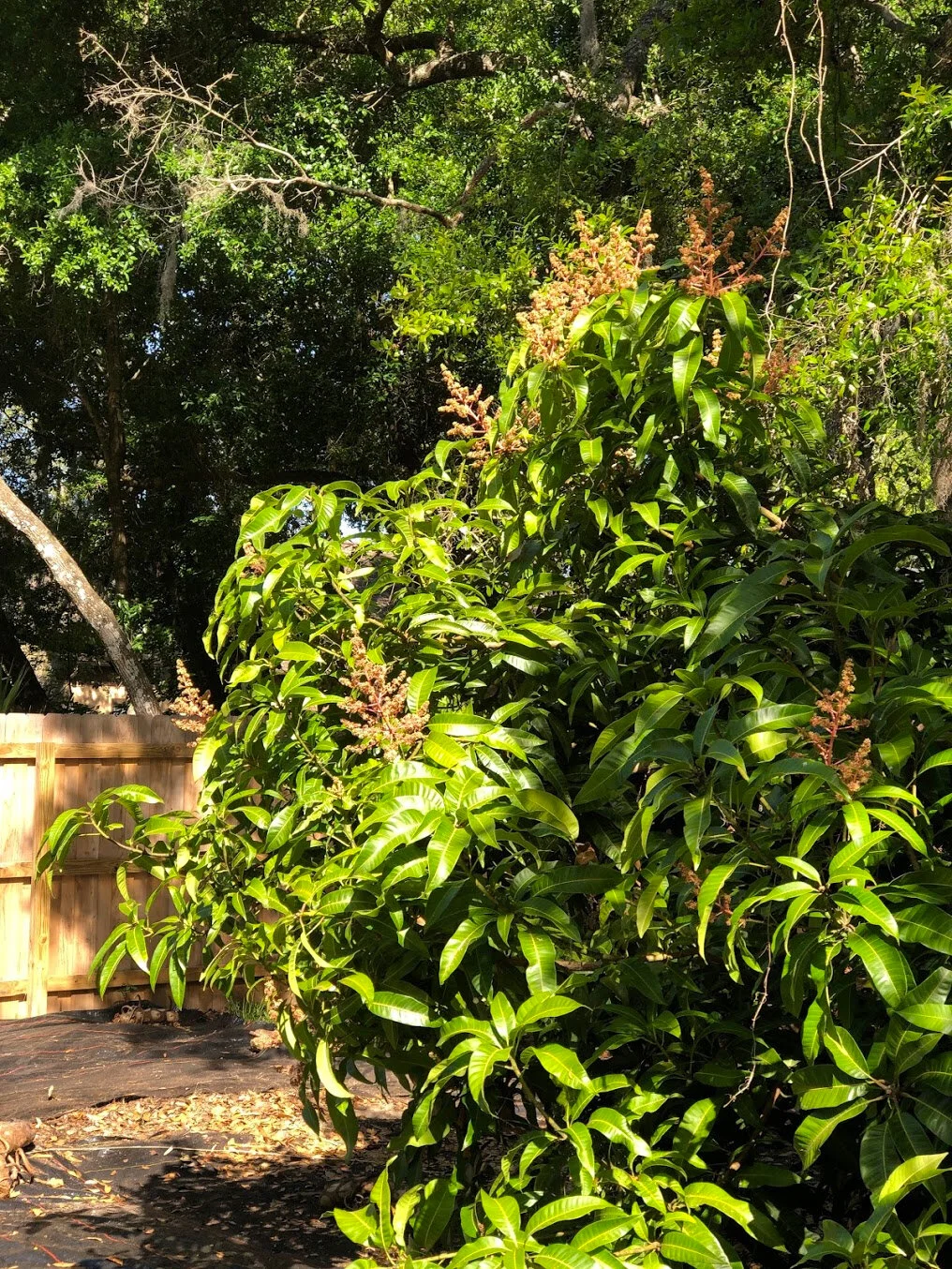 ‘Carrie’ mango. Photo by Jenny Zoe Casey