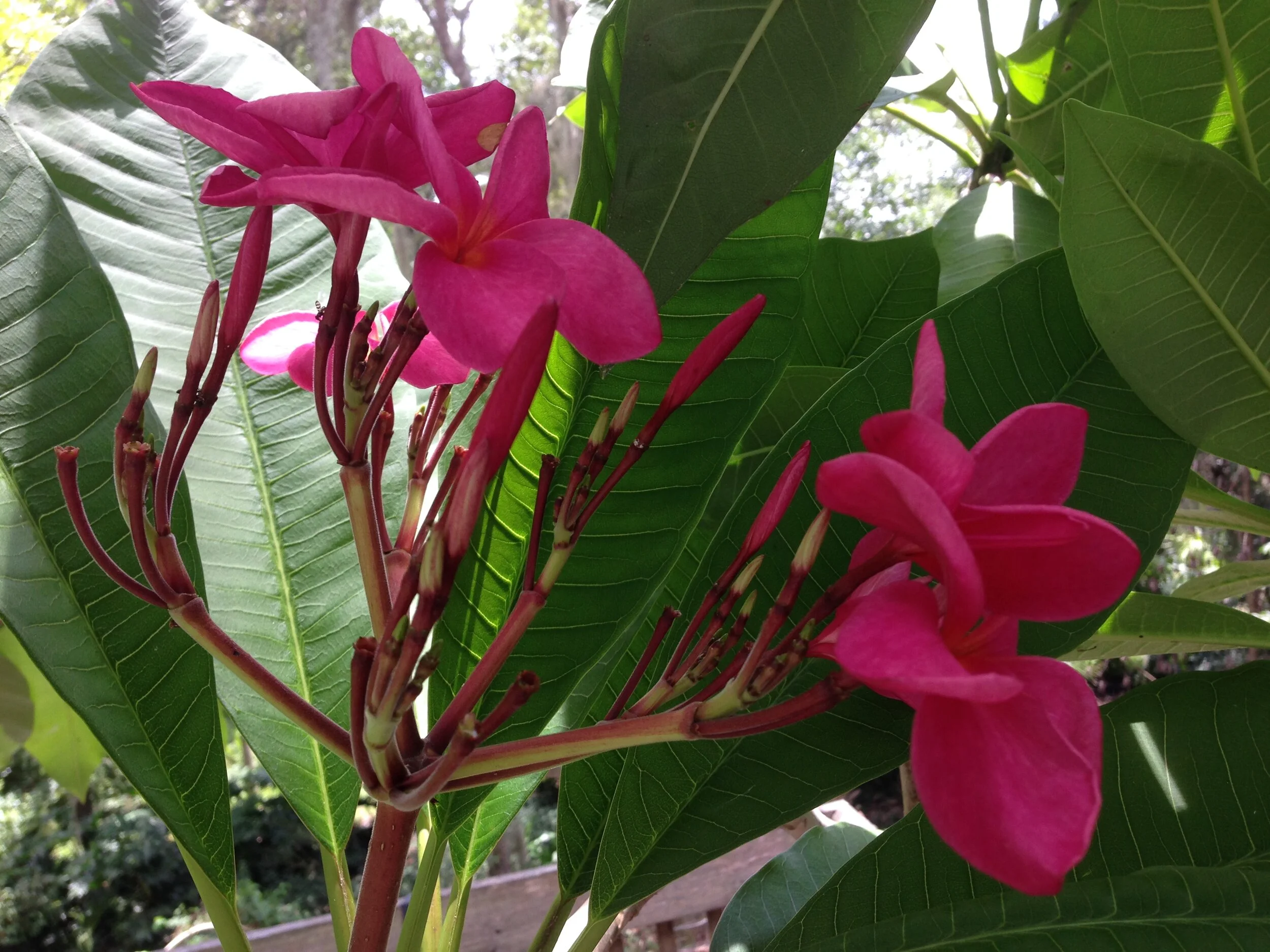 Pink plumeria in bloom. Photo by Jenny Zoe Casey