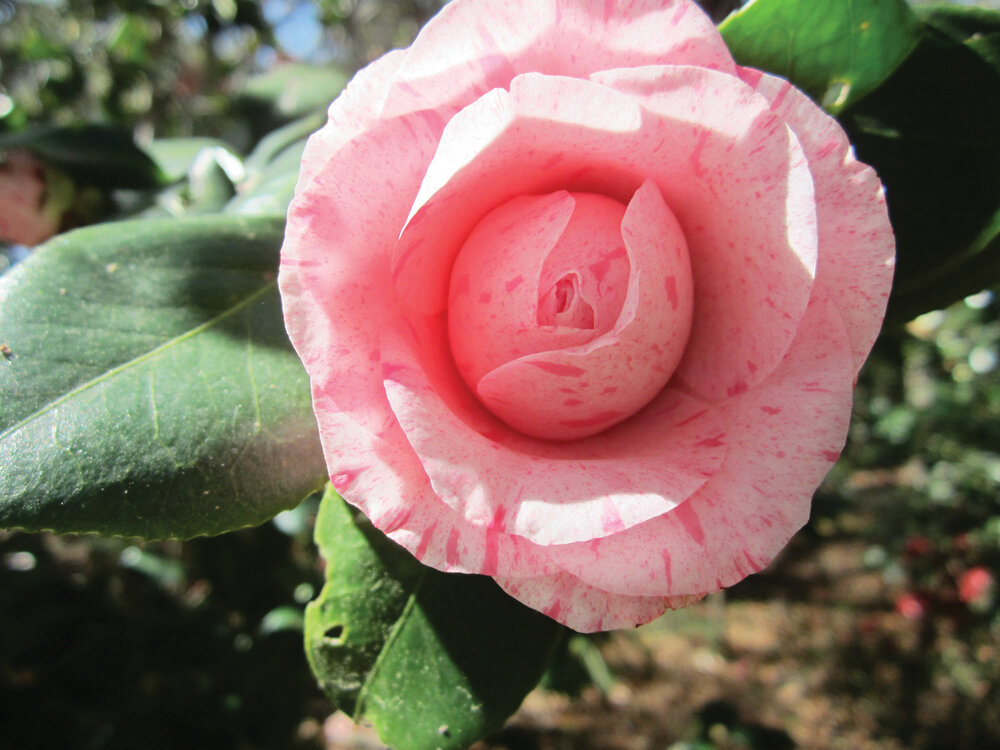 Camelia: The Rose of Winter — The Florida Gardening Project