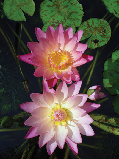 It’s easy to see why they’ve been called “stars that fell from the sky.” Photo by Paula Biles