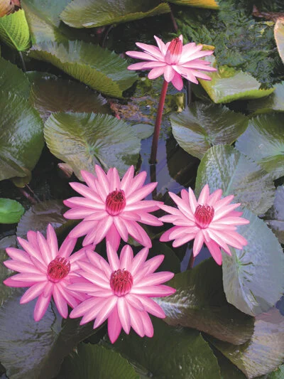 Tropicals bloom a lot, often with intense colors including violet and blue. Photo by Paula Biles