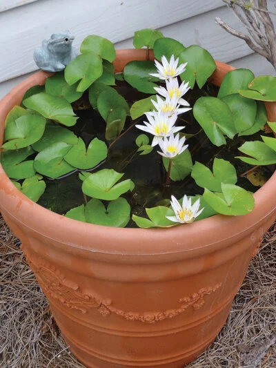 Dwarf waterlilies are perfect for container water gardens. Photo by Paula Biles