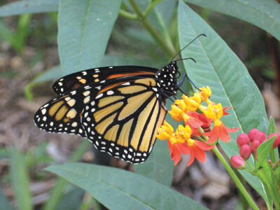A Monarch butterfly drinks nectar from Mexican milkweed. Photo by Karnluise Calasant