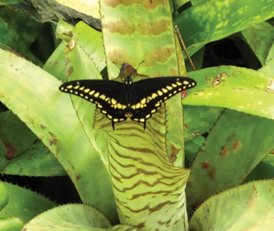 Eastern Black Swallowtails prefer herbs to eat, but will rest on a bromeliad. Photo by Karnluise Calasant