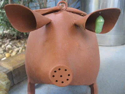 This whimsical watering can sports an earring that is actually the chrysalis of a Monarch. Photo by Karnluise Calasant