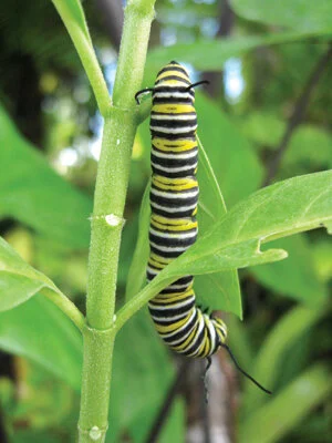 Monarch caterpillars will denude a milkweed plant in less than a day. Photo by Karnluise Calasant