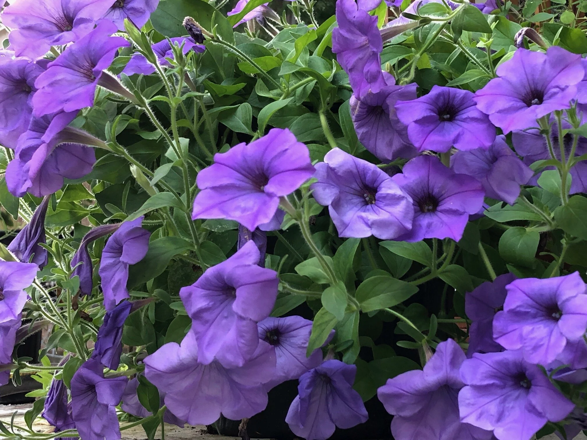 ‘Evening Scentsation’ petunia. Photo by Jenny Zoe Casey