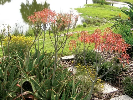 Aloe is easy to grow and has multiple uses.  With enough sun, it will bloom in flushes during the warm months.  Photo by Monica Brandies