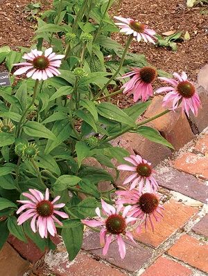 Coneflowers have long been used by Native Americans as an herbal remedy. Photo by Monica Brandies