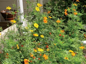 This mix of dwarf lantana and cosmos makes a colorful combination, and both attract butterflies. Photo by Monica Brandies